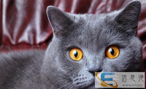 梦宠宠物中心出售美国短毛猫热销中,欢迎抢购