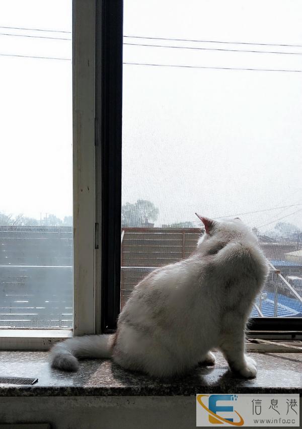 英短银渐层9个月猫咪500带走价格可小刀