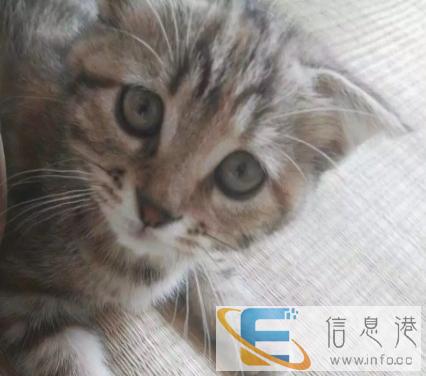 半折耳,低价转让