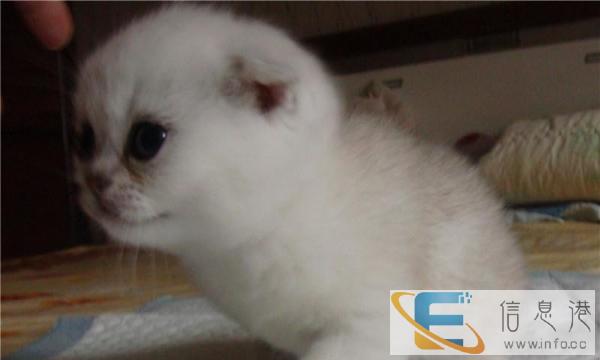 自家繁殖,英短折耳猫,纯种健康,欢迎来家选购