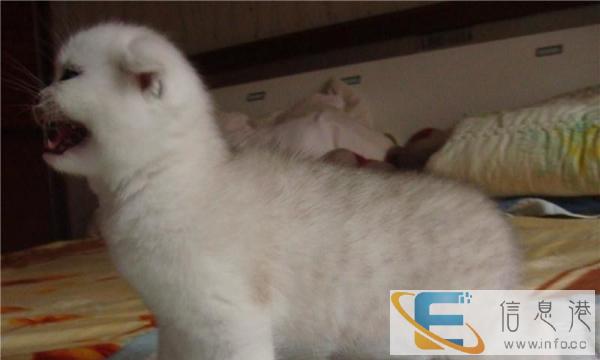 纯种美短 折耳猫,保健康签协议,疫苗齐全