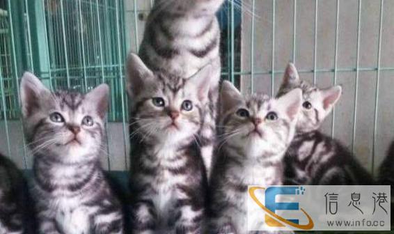 自家繁殖,美国短毛猫,纯种健康,欢迎来家选购