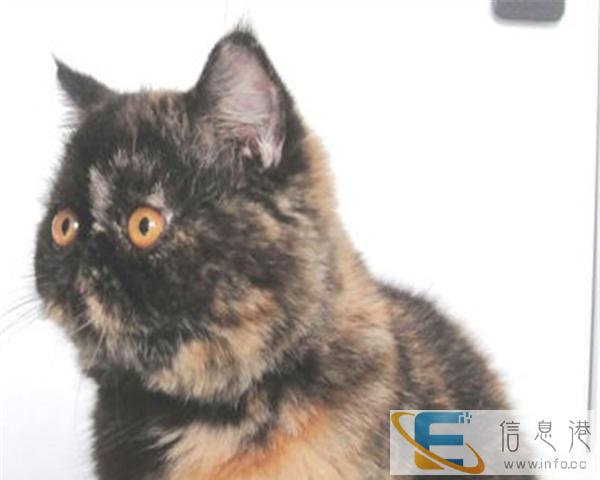 猫舍直销纯种 家养 幼猫 散养加菲猫 多只待售 可上门