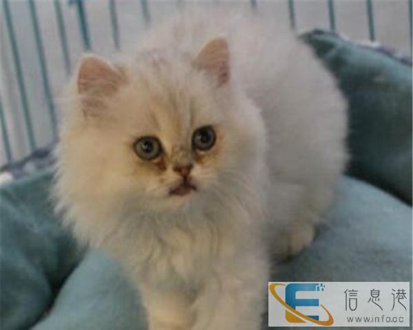 超美大骨架银渐层金吉拉猫火爆出售品相好纯种家养