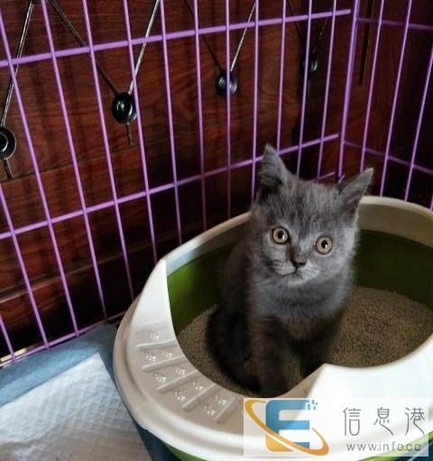 英短蓝猫公猫