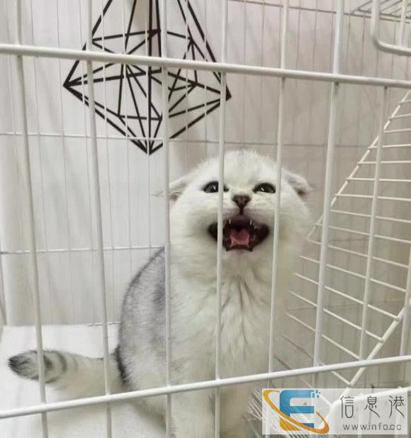 蓝猫 加菲 波斯 英美短 CFA认证可上门 外地可发货