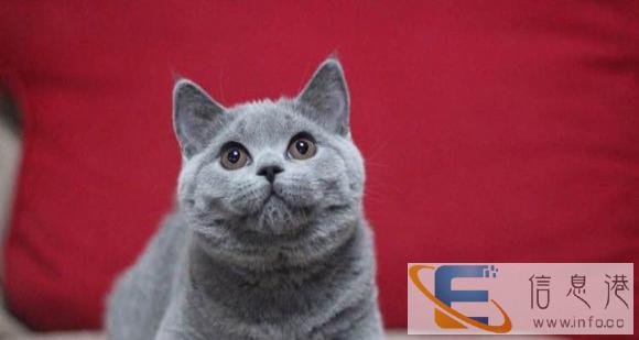 找有爱心的麻麻来把我带回家 折耳 蓝猫 布偶 加菲等