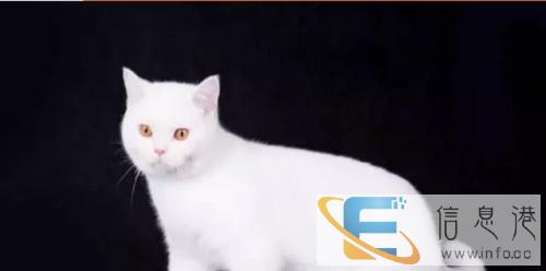 家庭式繁育各类猫咪,精品猫咪,精心喂养欢迎抢购UYT8