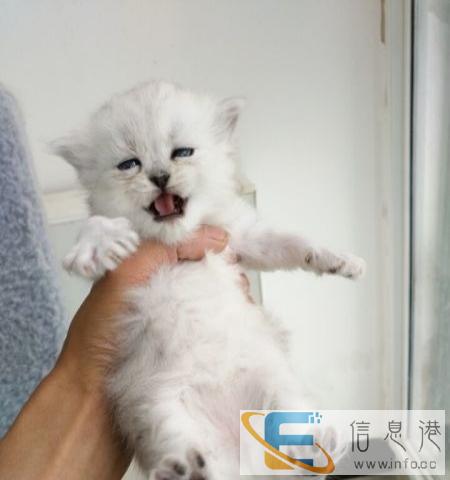 自己家繁殖的金吉拉宝宝快满月了可以预定了