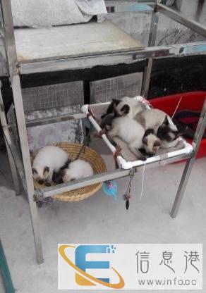 卖自己繁殖暹罗猫