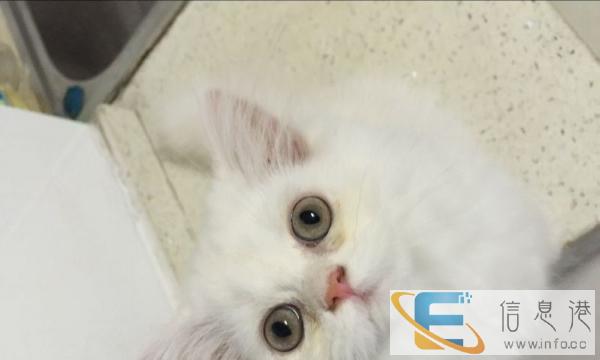 自家繁殖纯白金吉拉公三个月