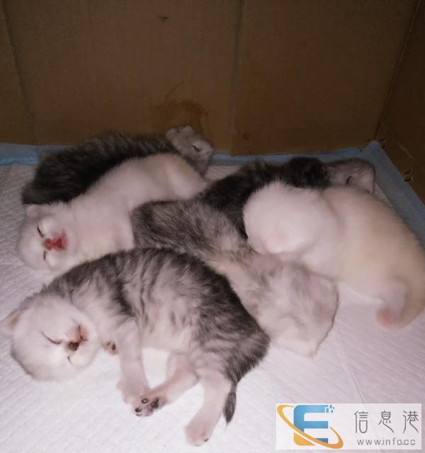 岀售纯种金吉拉宝宝