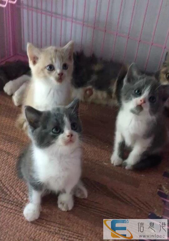 蓝猫特价找富养家庭