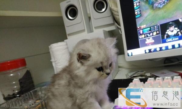 自己家繁殖的金吉拉宝宝35天了可以抱了