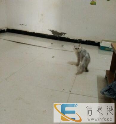 出售成年公金吉拉