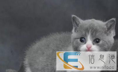 暖心小猫咪高地 英短 长毛 粉爪 粘人 萌萌的