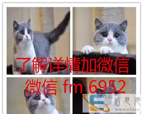 纯种散养 家养 蓝猫蓝白幼猫可上门多只待售猫舍出售纯