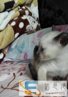 暹罗猫妹妹找麻麻了