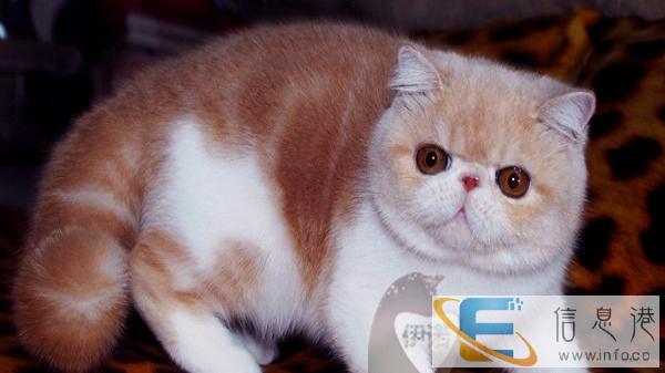 伊诺经典 加菲 重磅来袭-TICA认证血统