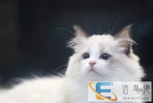 出售美国短毛猫美短加白起司猫英短蓝猫渐层家养