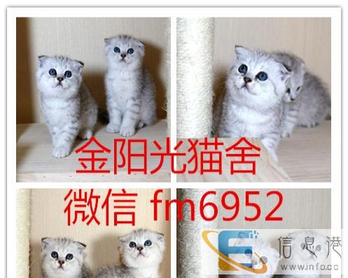 纯种银渐层宝宝折耳立耳均有包纯种健康同城可送货上门