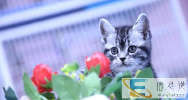 高端宠物猫繁殖基地 售加菲 英短 美短 包纯包健康