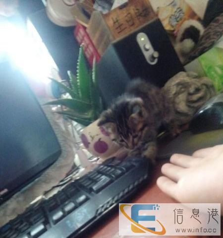 虎斑猫幼崽 精品虎斑猫小猫 精品种猫虎斑猫限量出售