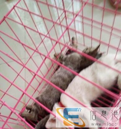 波斯猫幼崽虎斑猫幼崽正在出售