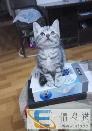 自家繁殖并出售纯种美短银虎斑猫,保健康,可上门挑选,也可送去