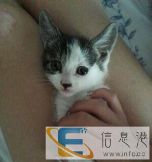 求宠物幼狗一只,可以用小猫兑换哦