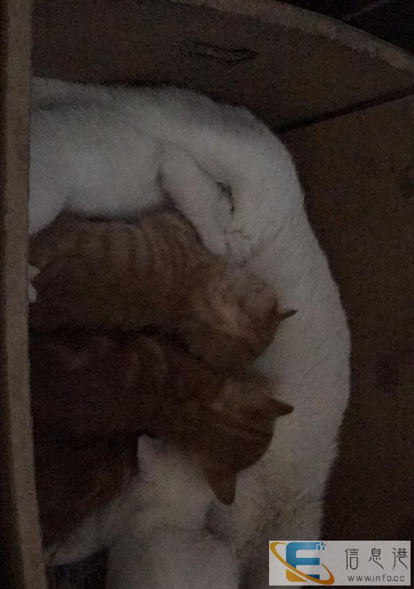 满月的小猫好可爱