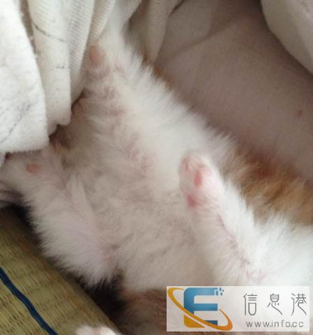 纯种的波斯猫宝宝