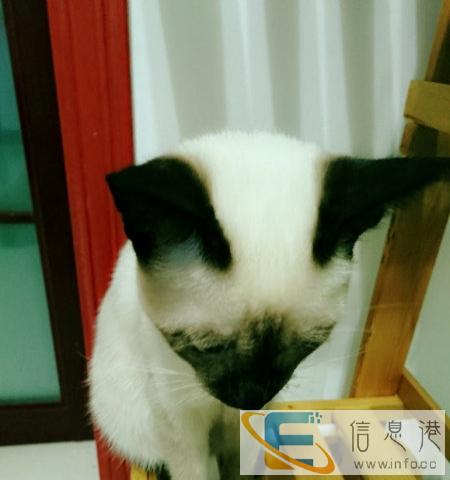 暹罗猫,做马桶大小便,八个月,转让