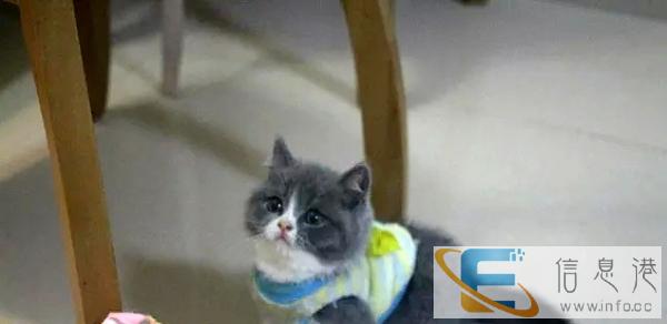 我们只繁育能给您带来快乐的小天使 蓝猫 加菲 暹罗等