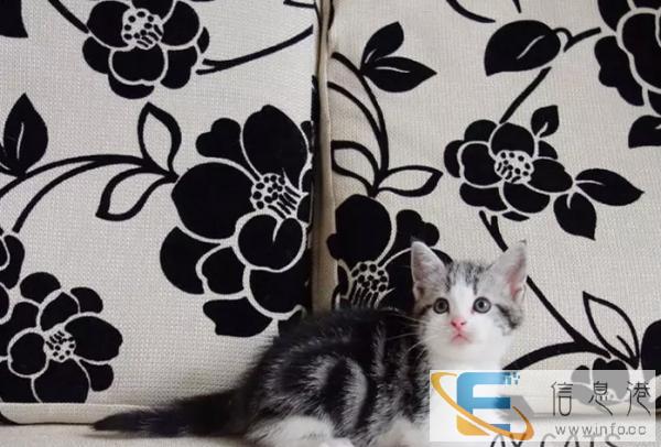 H美国短毛猫 美短虎斑 美短折耳 虎斑猫