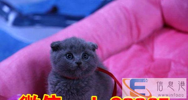 高基因大包子脸 蓝猫弟弟妹妹折耳立耳都有