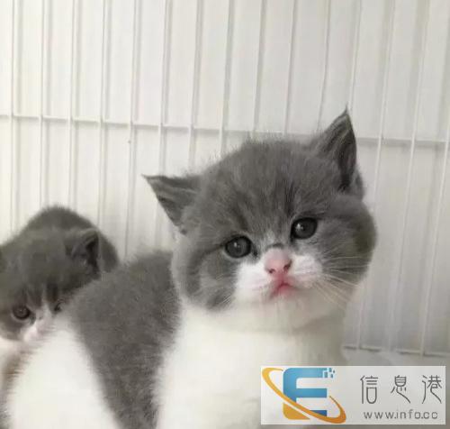 超可爱大头绿眼银渐层英国短毛猫MM