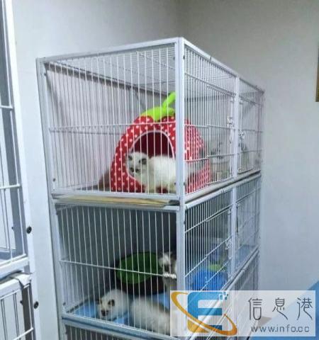 布偶猫 海豹双色 兰双色 重点色 手套色均有