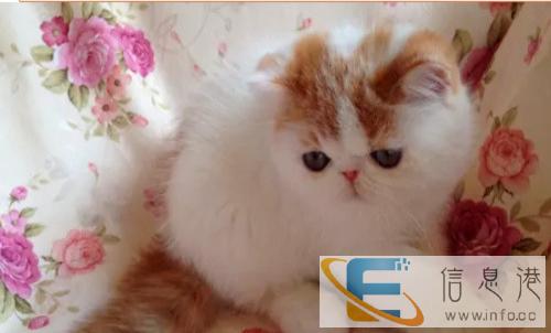 异国短毛猫纯种家养加菲幼猫纯白加菲猫加菲梵文幼猫宠