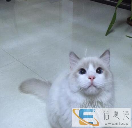 猫舍直销家养纯种布偶猫多只可选健康双血统包售后 猫舍直销家养纯种布偶猫多只可选健康双血统包售后