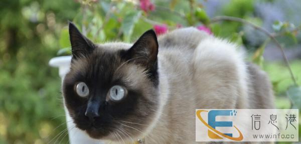 暹罗猫 找爸妈啦 现接受预定 纯种包健康.签协议.包邮