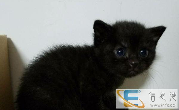 家养小猫转让纯色花纹对称