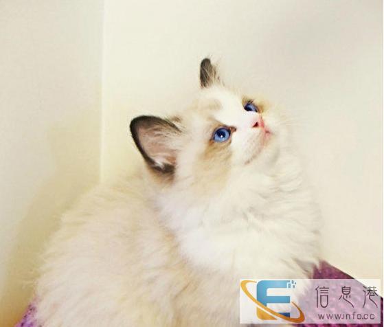 纯种布偶猫出售 大型布偶猫舍 健康品质有保障 纯种布偶猫出售 大型布偶猫舍 健康品质有保障