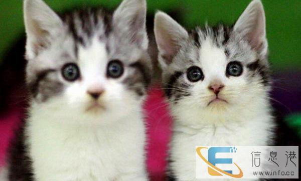 美国短毛猫 自家繁殖虎斑猫幼崽活体 立耳虎斑猫宝 美国短毛猫 自家繁殖虎斑猫幼崽活体 立耳虎斑猫宝