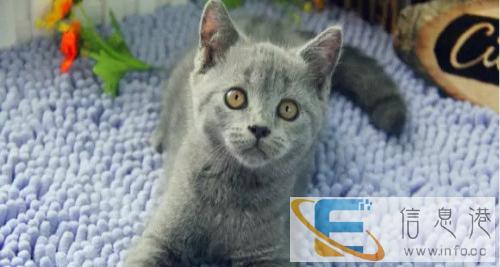 猫舍 直销加菲 虎斑猫 蓝猫 包健康 品相好