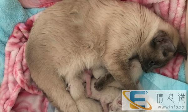 自家繁殖蓝重点暹罗猫