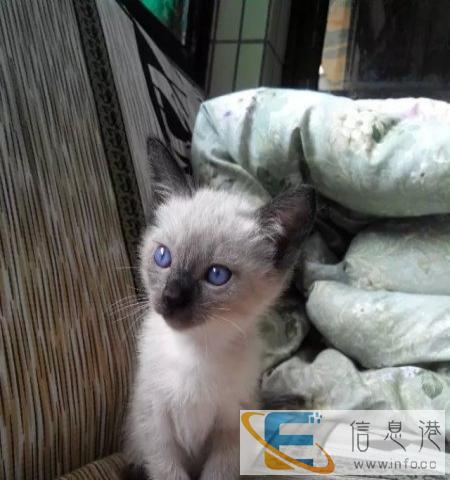 非常可爱的暹罗猫 喜欢来买 不要错过 非常可爱的暹罗猫 喜欢来买 不要错过