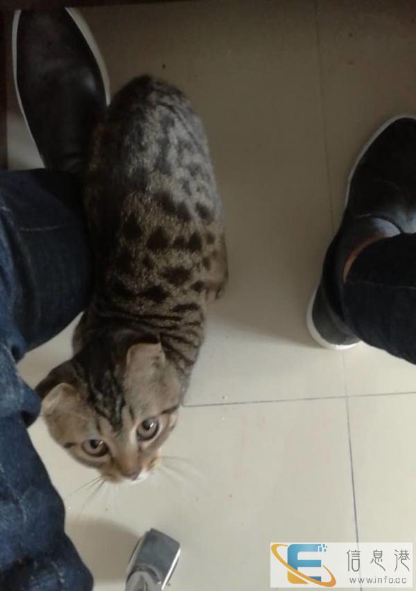 折耳猫转让,要的速度