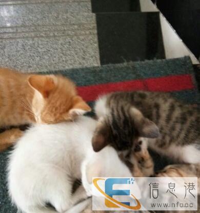 好心人收养小奶猫