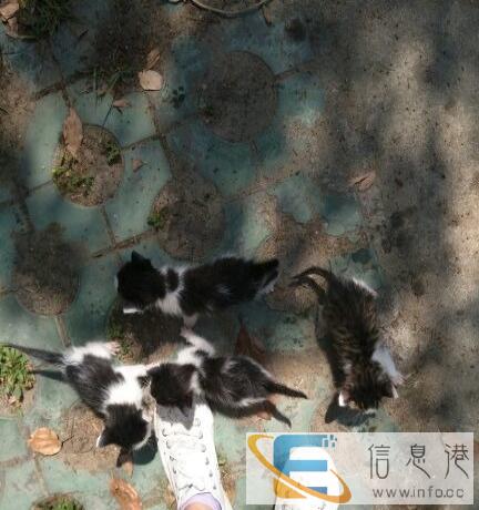 四只小猫求家
